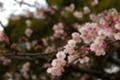 [さくら][上野公園][*SIGMA 28-300mm F3.5-6.3DG MACRO]