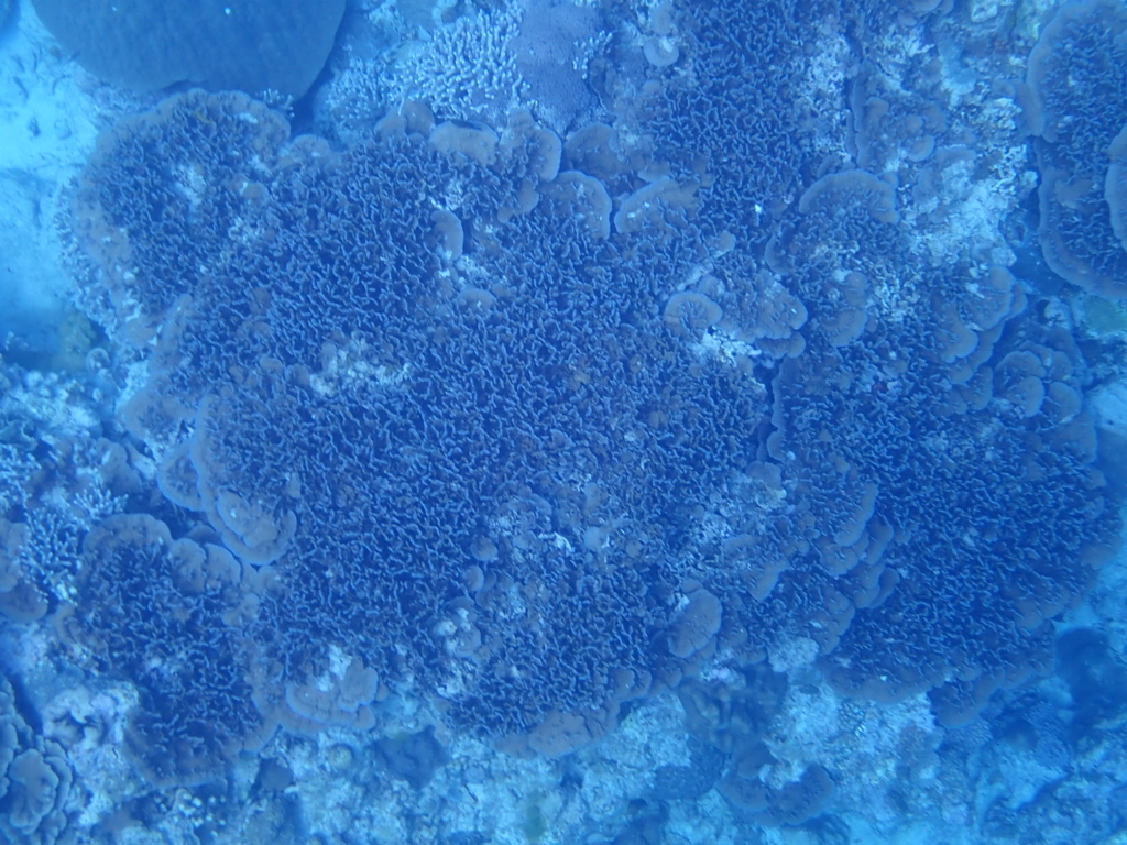 f:id:kumasakanana:20180418162048j:plain f:id:kumasakanana:20180418162048j:plain