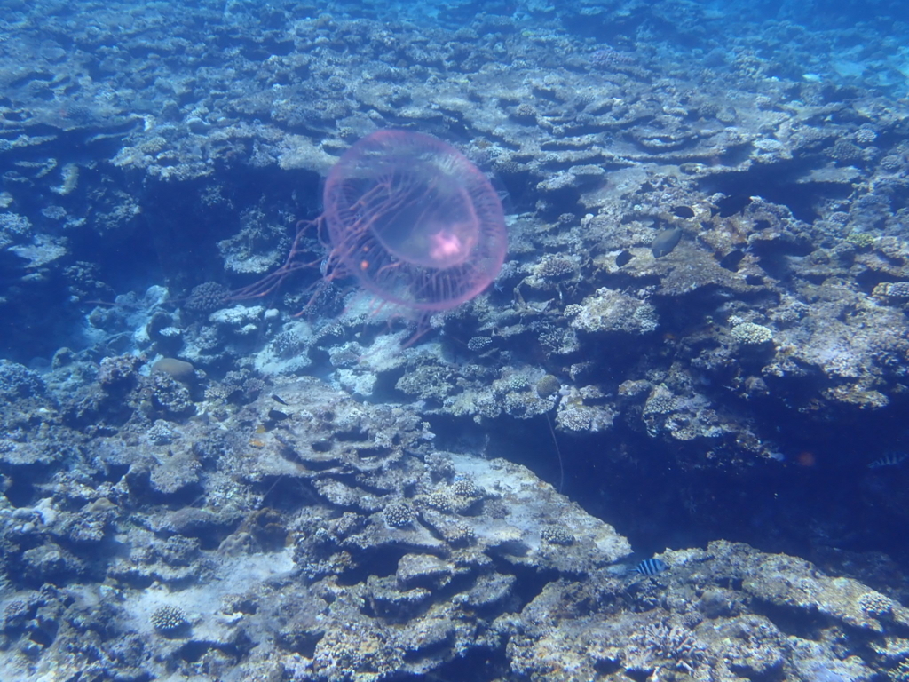 f:id:kumasakanana:20180516161128j:plain f:id:kumasakanana:20180516161128j:plain