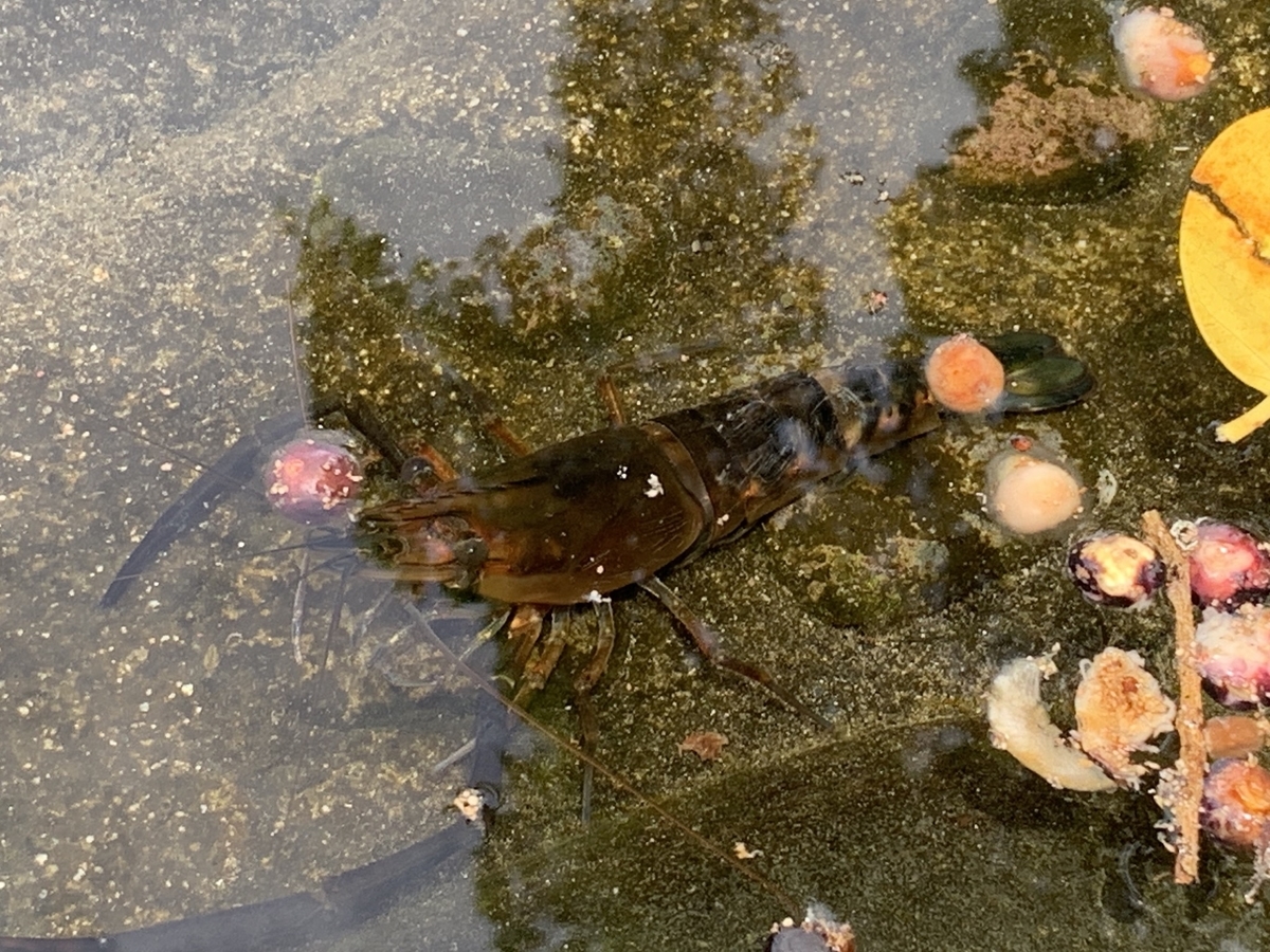 f:id:kumasakanana:20191217124717j:plain