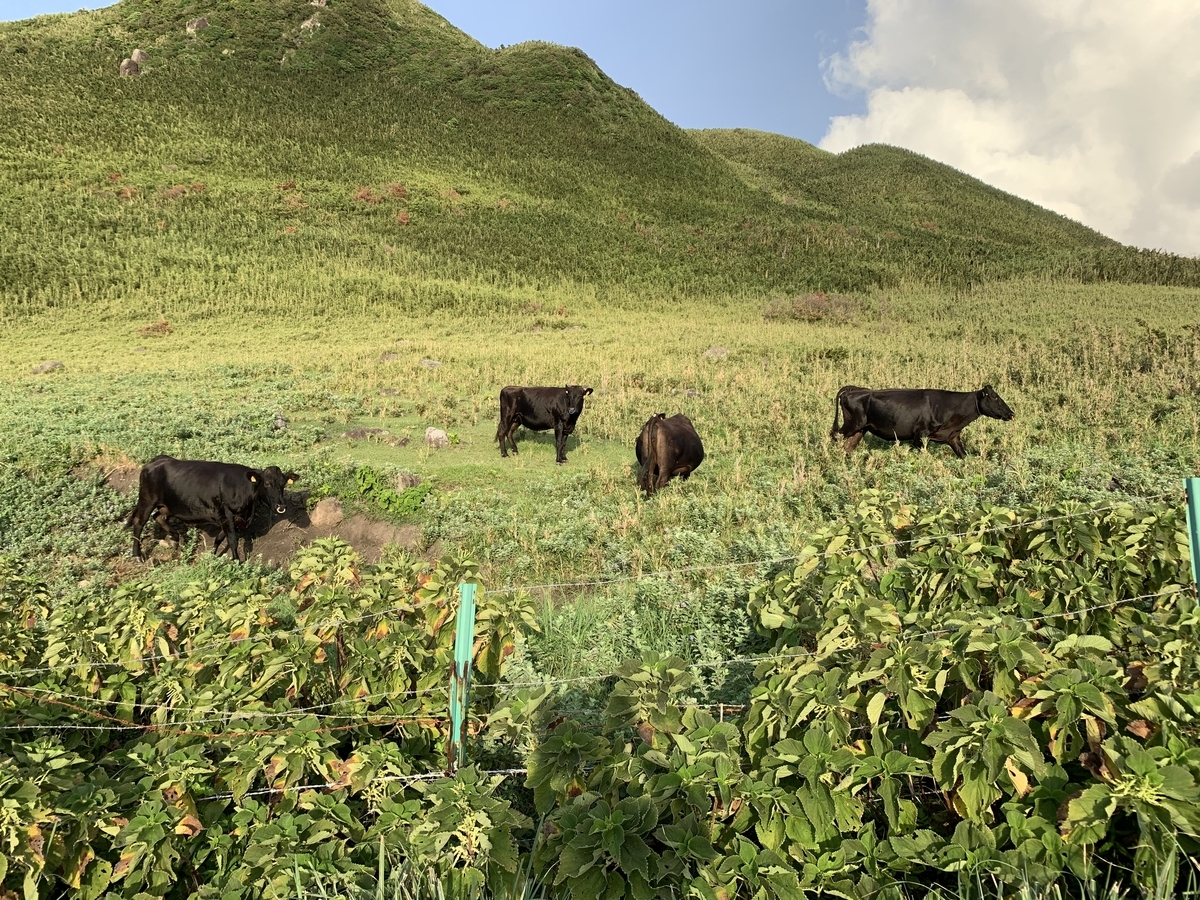 f:id:kumasakanana:20191217131201j:plain