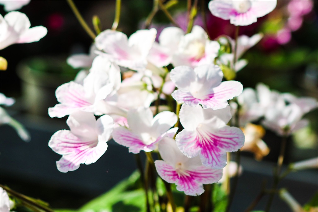 f:id:kumasan01:20220224200934j:image f:id:kumasan01:20220224200934j:image