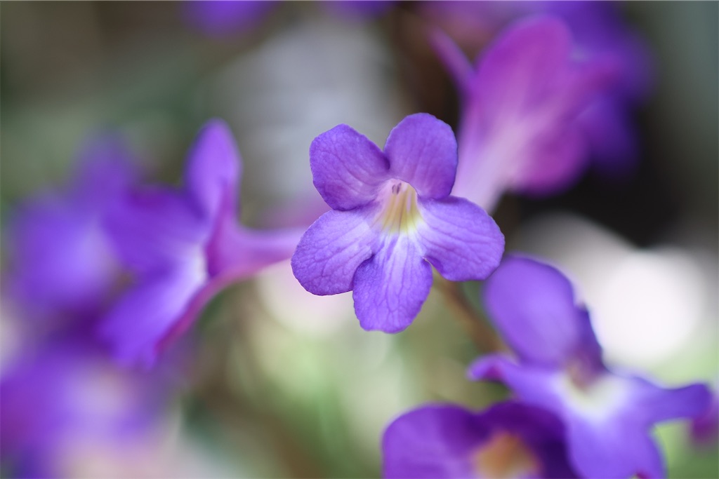 f:id:kumasan01:20220224200941j:image f:id:kumasan01:20220224200941j:image
