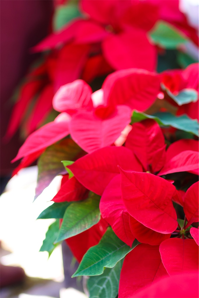 f:id:kumasan01:20220224200949j:image f:id:kumasan01:20220224200949j:image