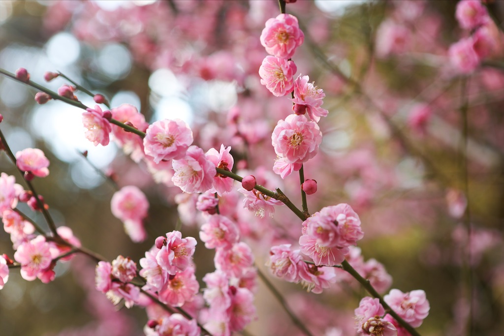f:id:kumasan01:20220308092749j:image