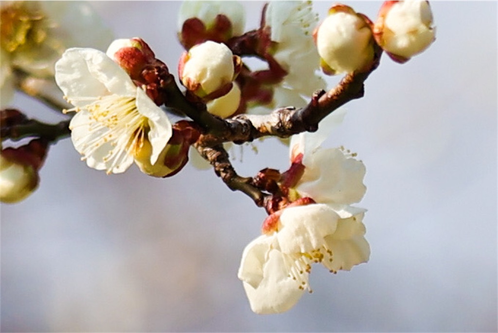 f:id:kumasan01:20220309122002j:image