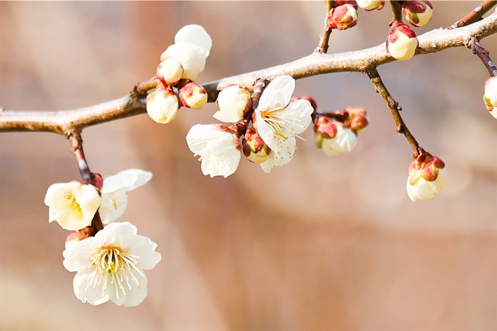f:id:kumasan01:20220309122005j:image