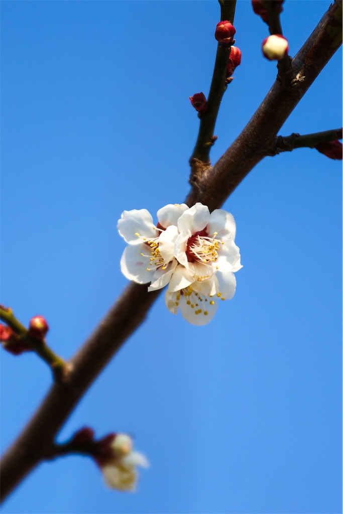 f:id:kumasan01:20220309122010j:image