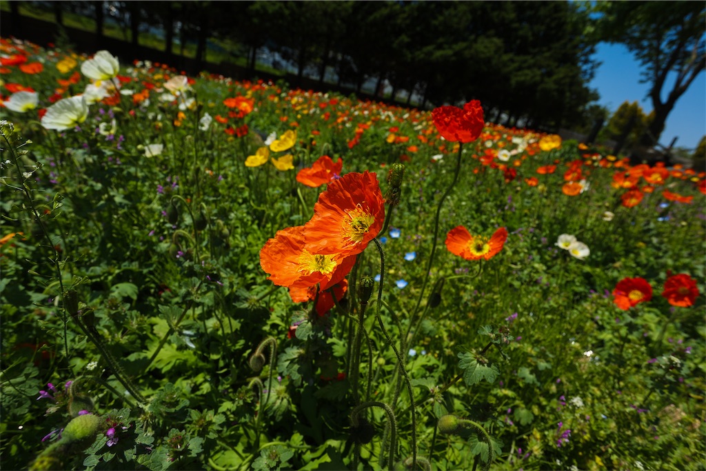 f:id:kumasan01:20220524032031j:image