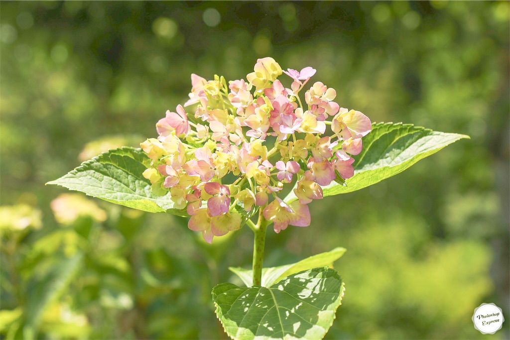 f:id:kumasan01:20220612084130j:image