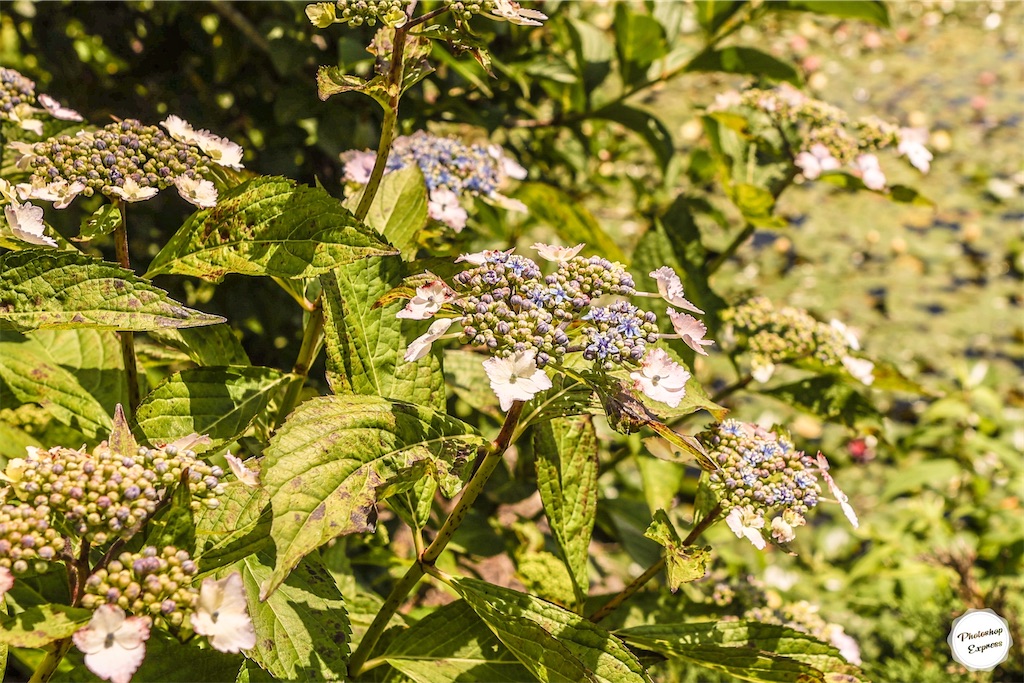 f:id:kumasan01:20220612084136j:image