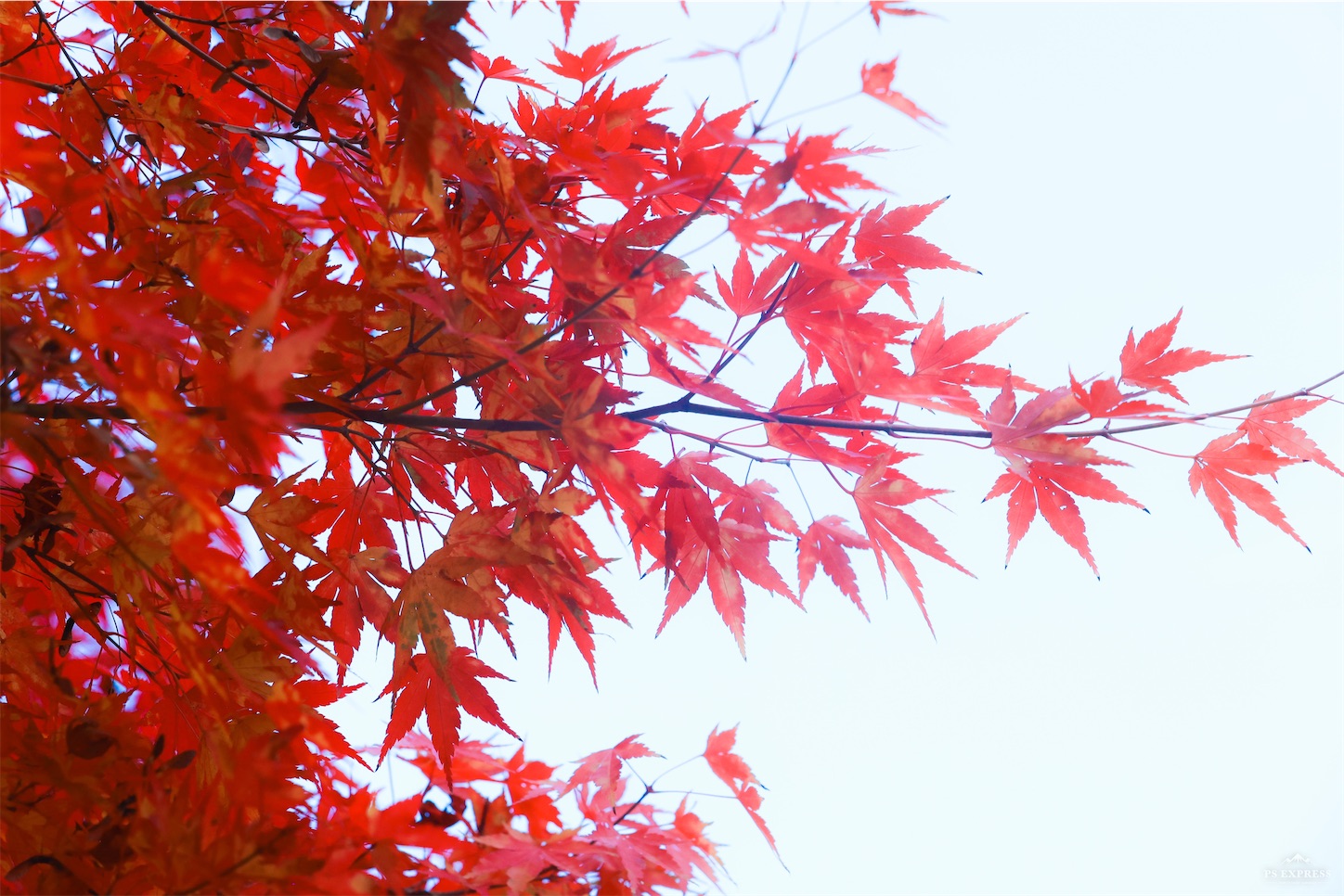 f:id:kumasan01:20221114123433j:image
