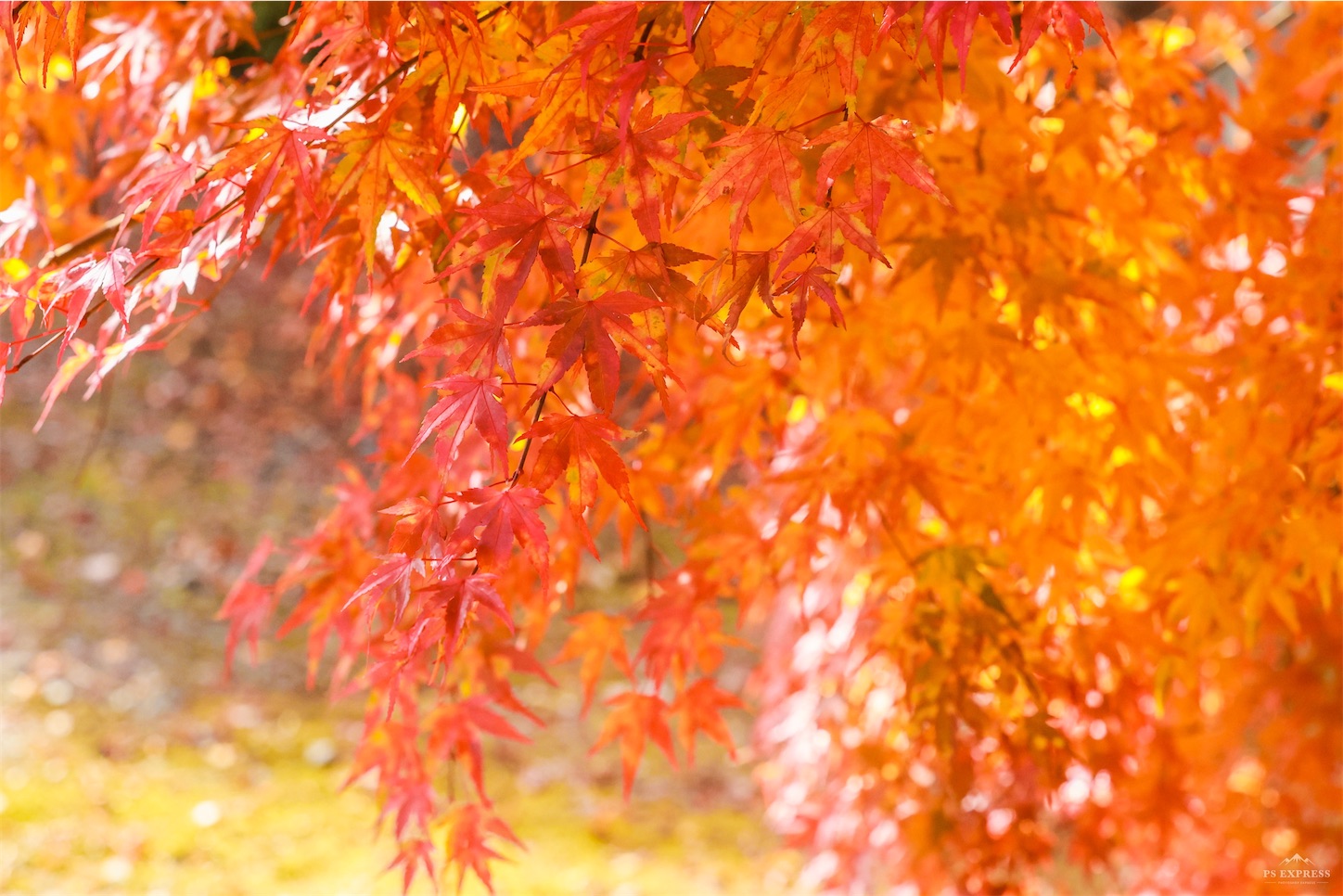 f:id:kumasan01:20221114123437j:image
