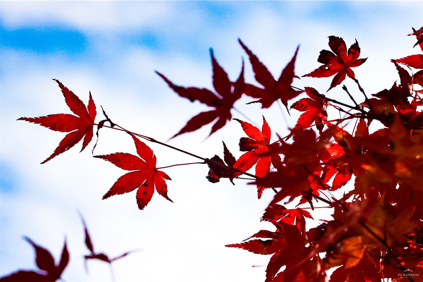 f:id:kumasan01:20221114123443j:image