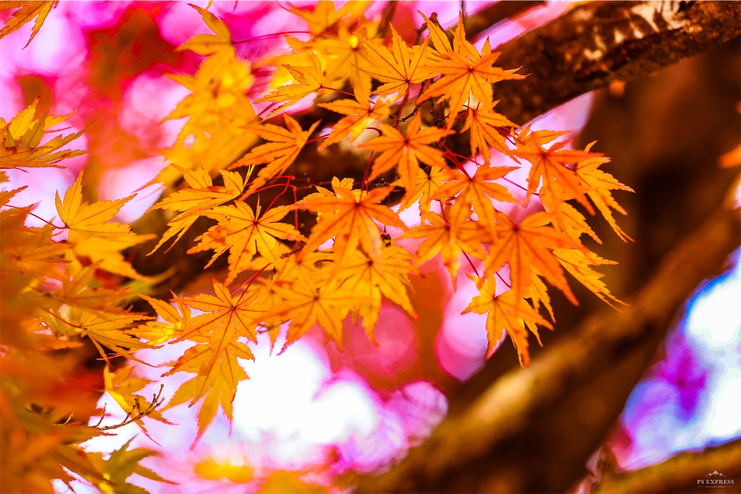 f:id:kumasan01:20221114123455j:image