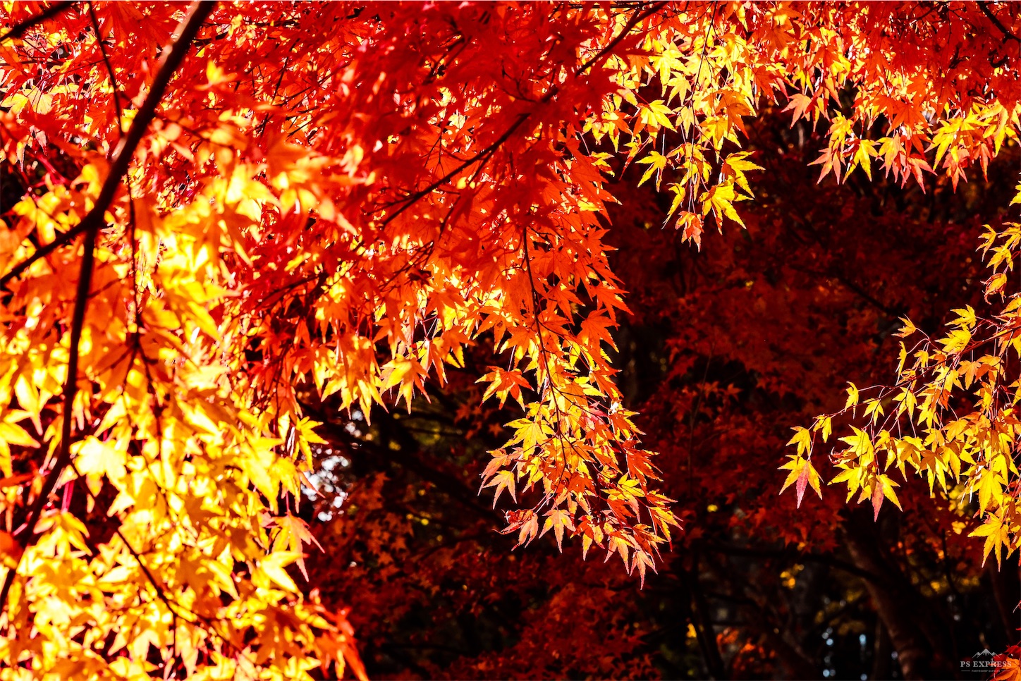 f:id:kumasan01:20221114123458j:image