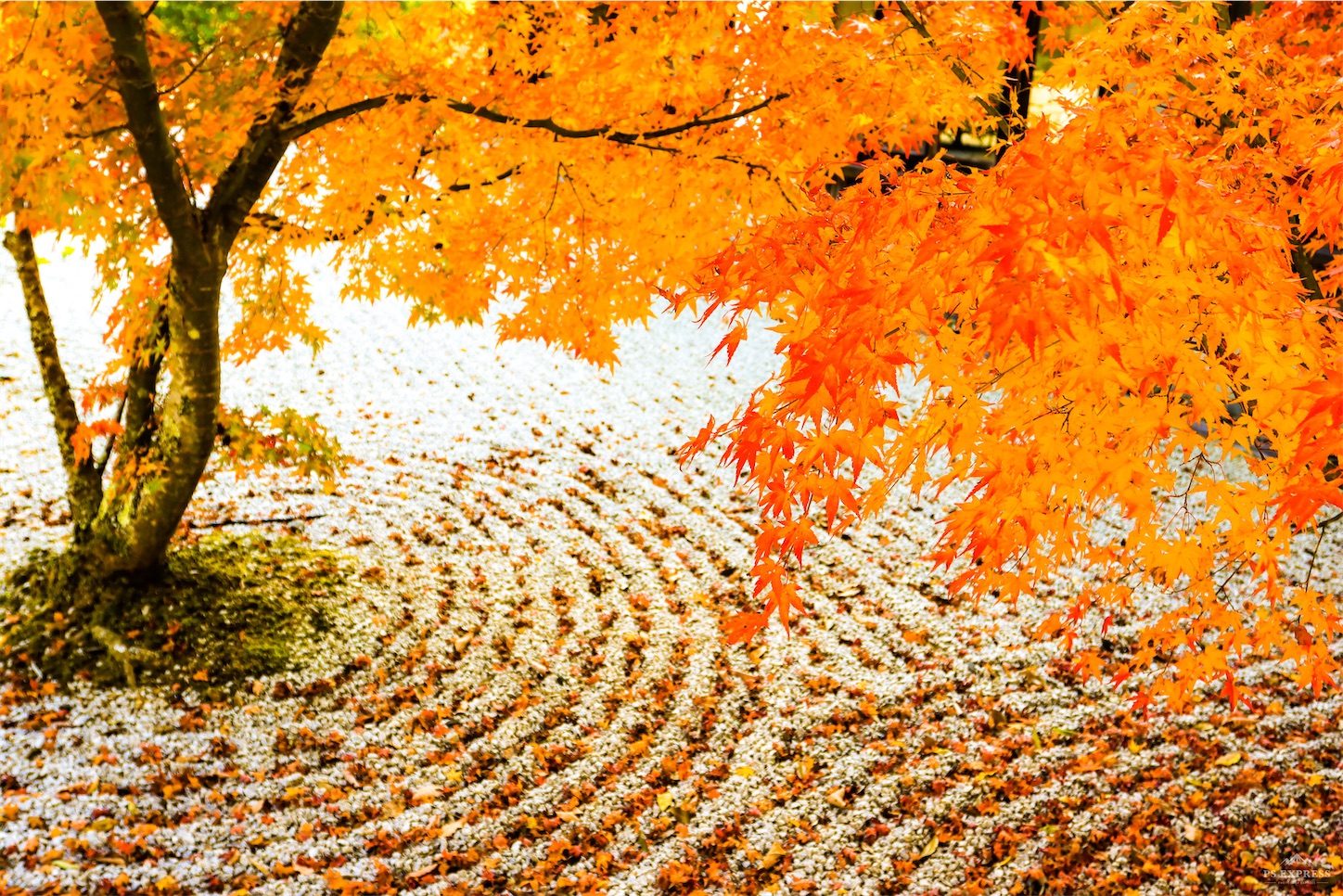 f:id:kumasan01:20221122094559j:image