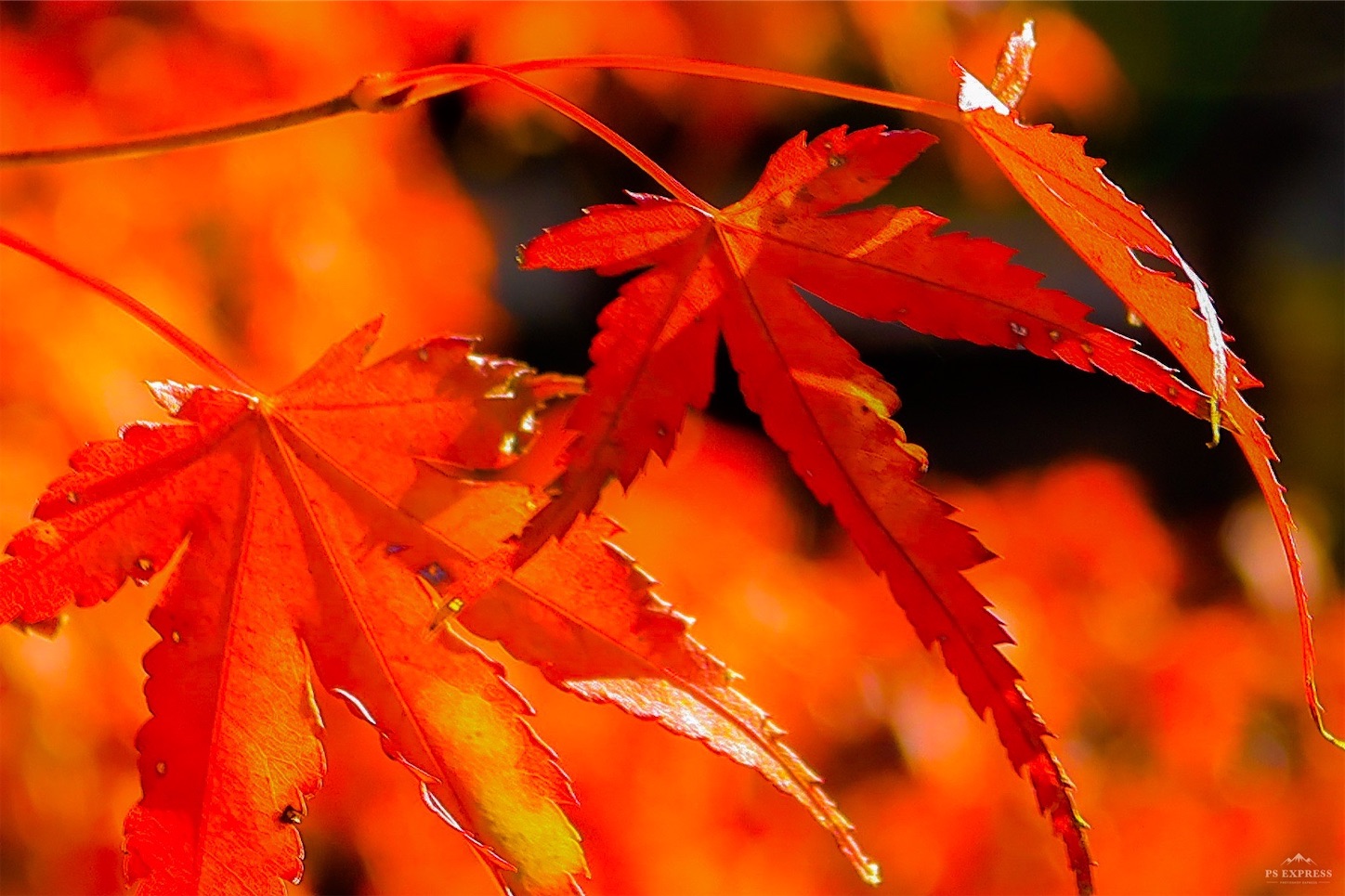 f:id:kumasan01:20221122094619j:image