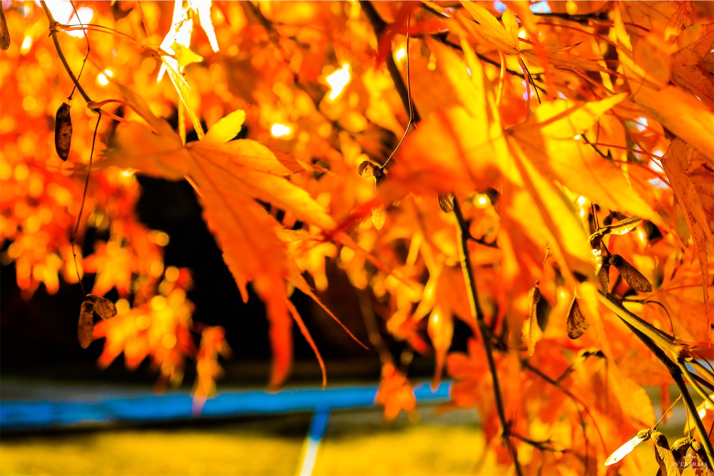 f:id:kumasan01:20221122094805j:image