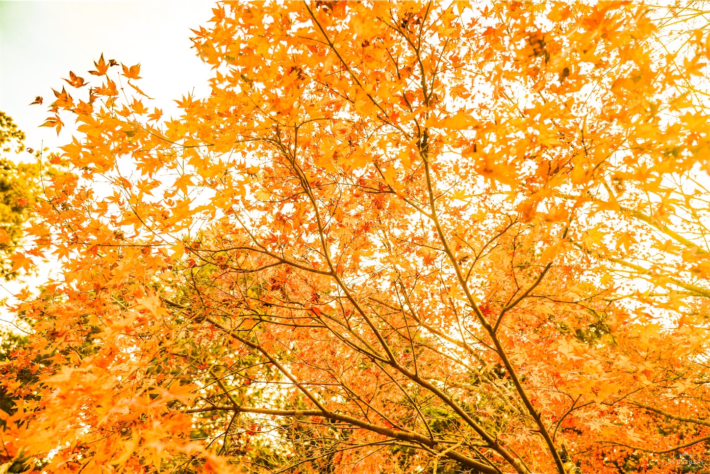 f:id:kumasan01:20221126180636j:image