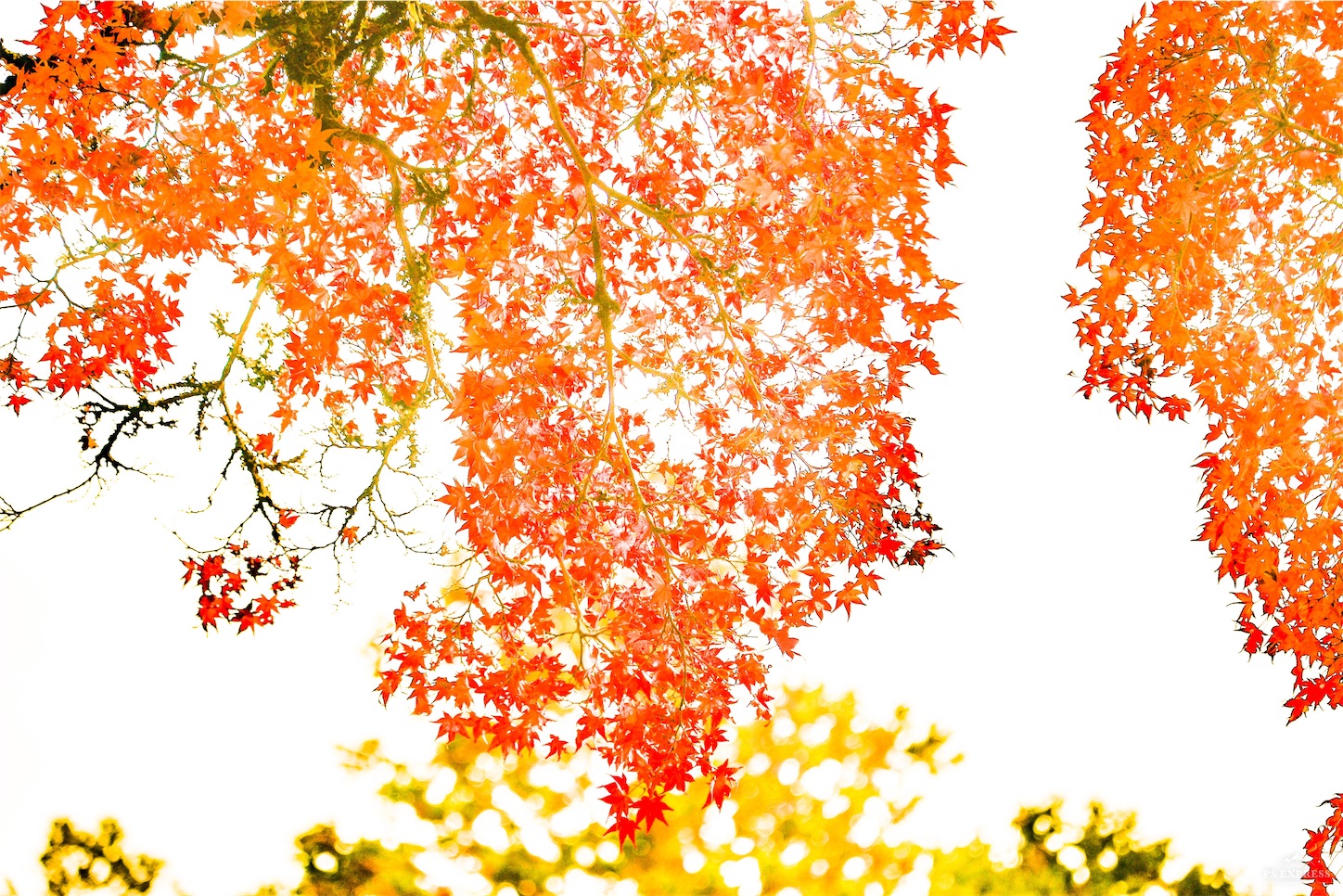 f:id:kumasan01:20221126180653j:image