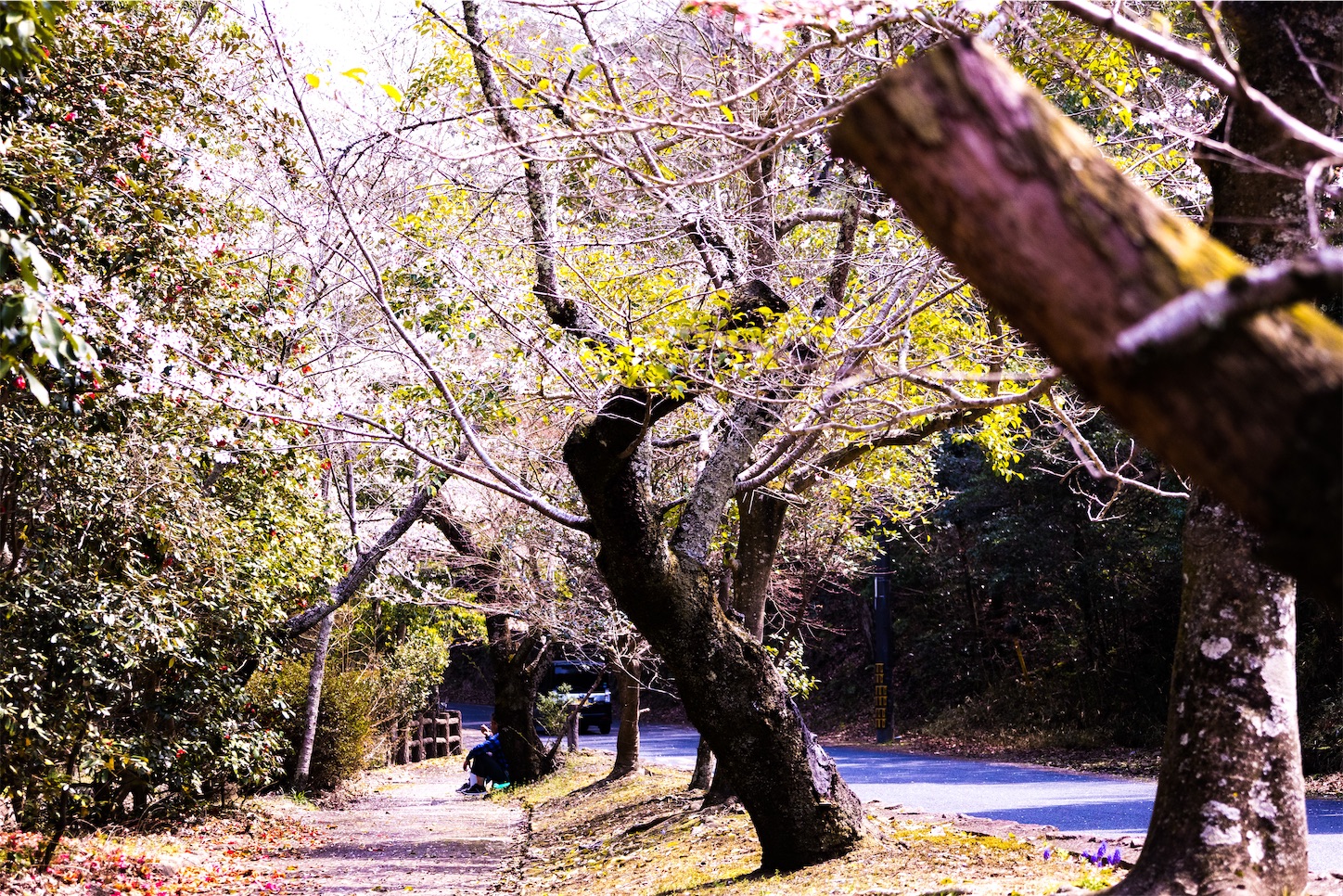 f:id:kumasan01:20230401185431j:image