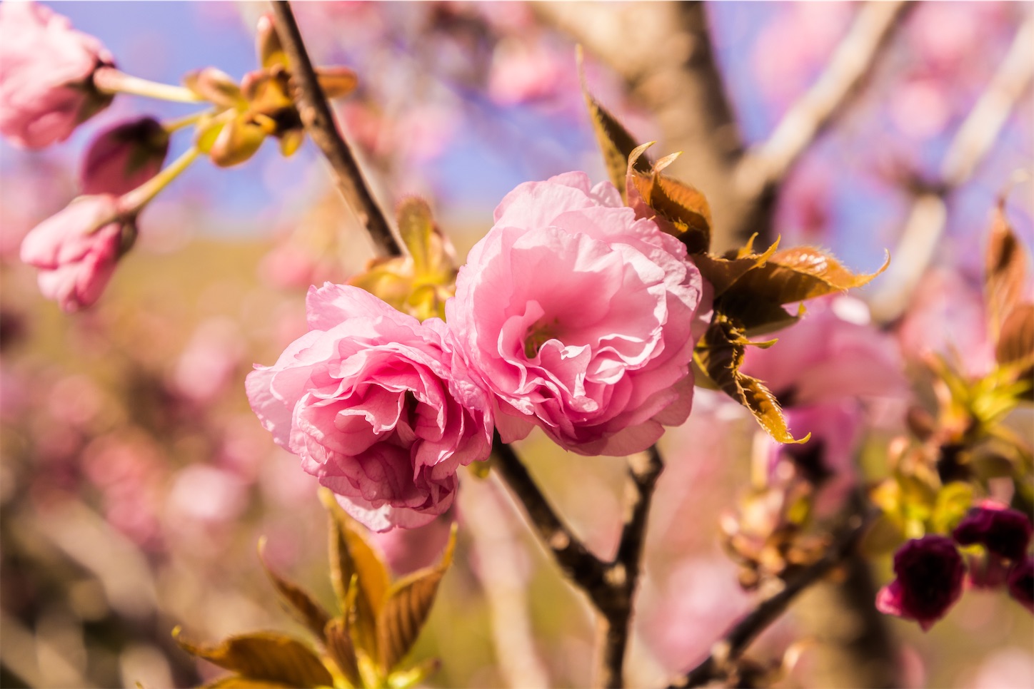 f:id:kumasan01:20230414164000j:image
