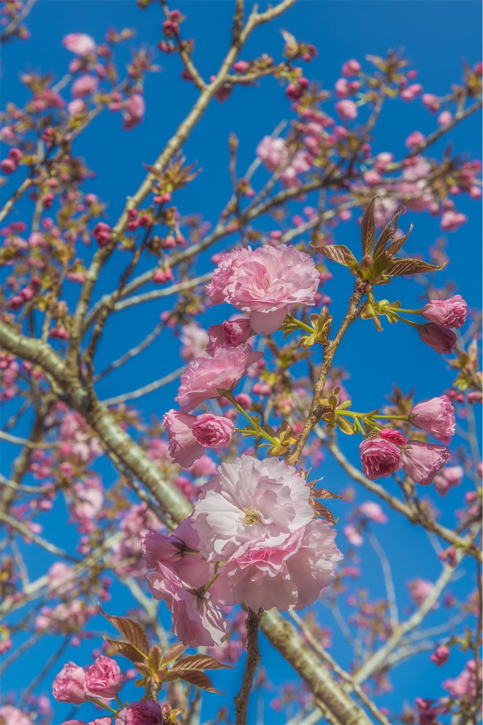 f:id:kumasan01:20230414164003j:image