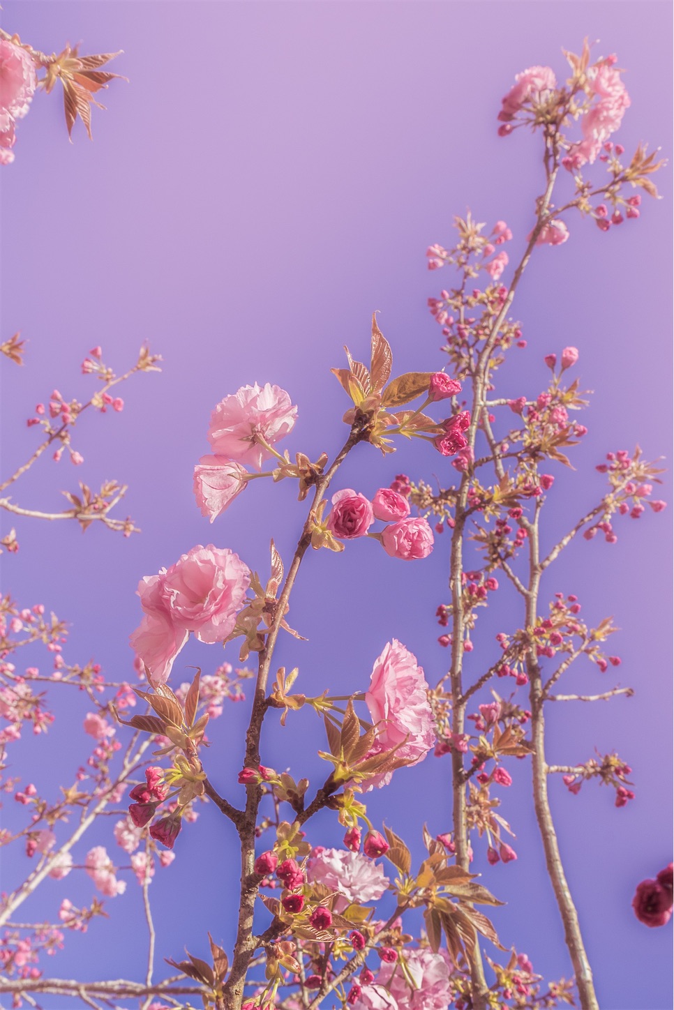 f:id:kumasan01:20230414164006j:image