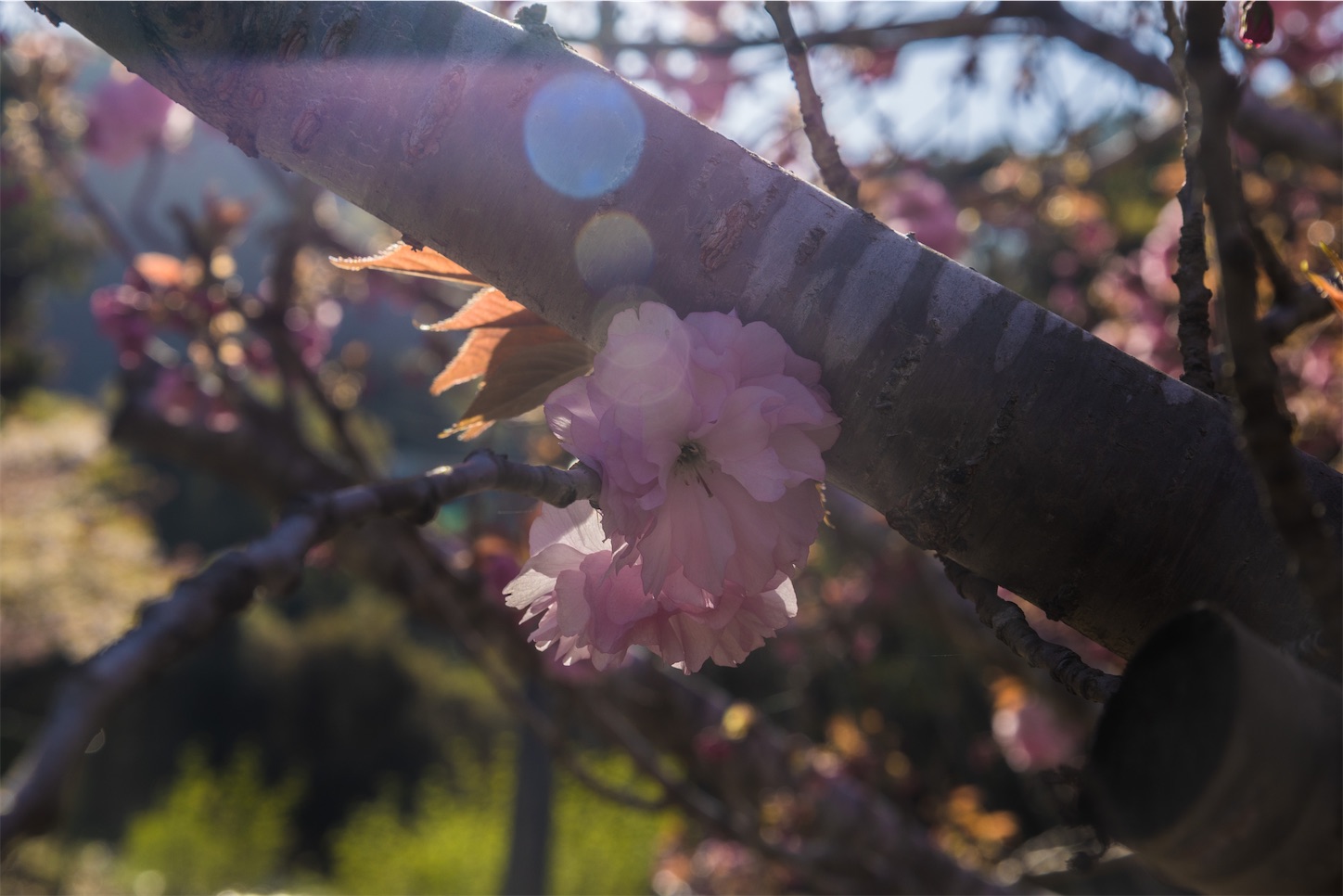 f:id:kumasan01:20230415200558j:image