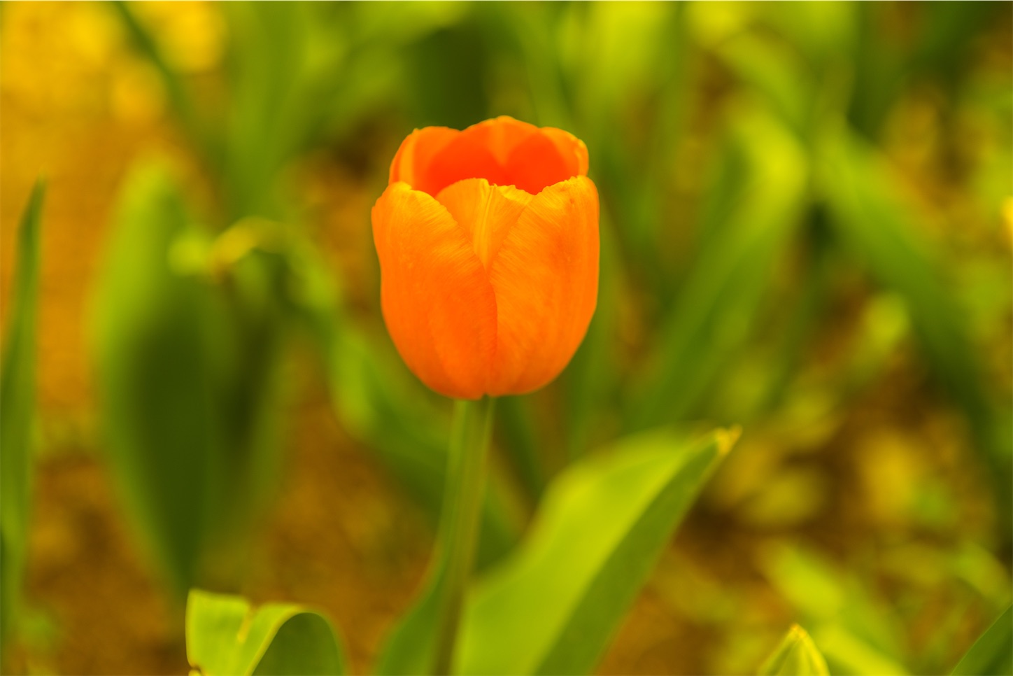f:id:kumasan01:20230422133632j:image