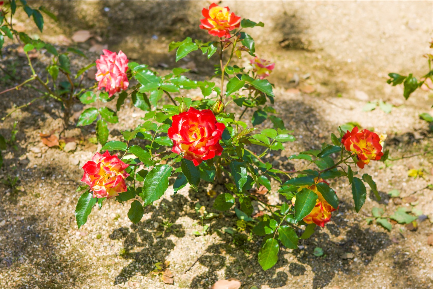 f:id:kumasan01:20230517174535j:image