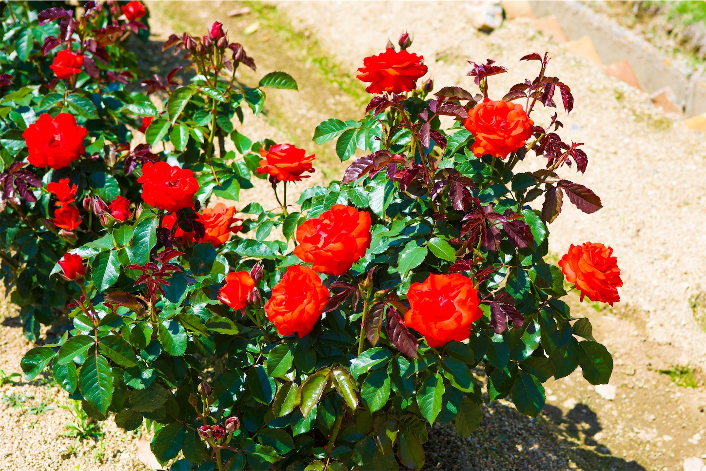 f:id:kumasan01:20230518164154j:image