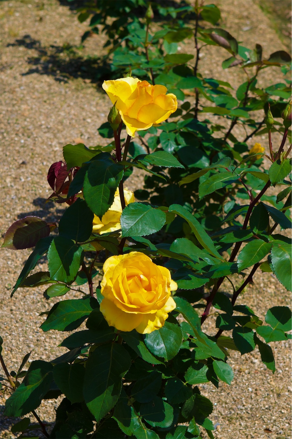 f:id:kumasan01:20230518164158j:image