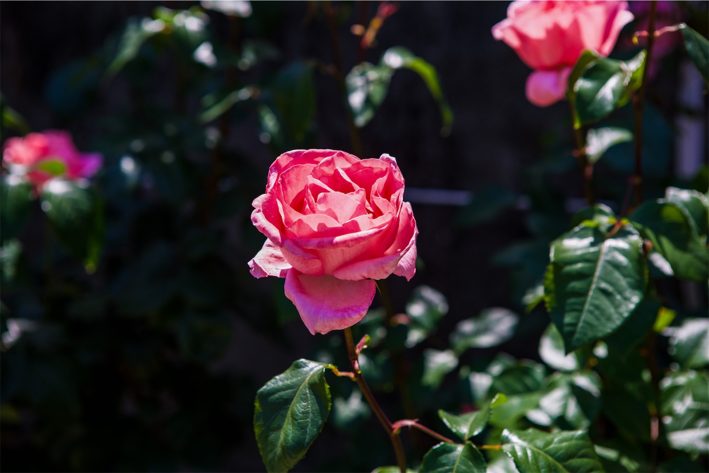 f:id:kumasan01:20230520180646j:image