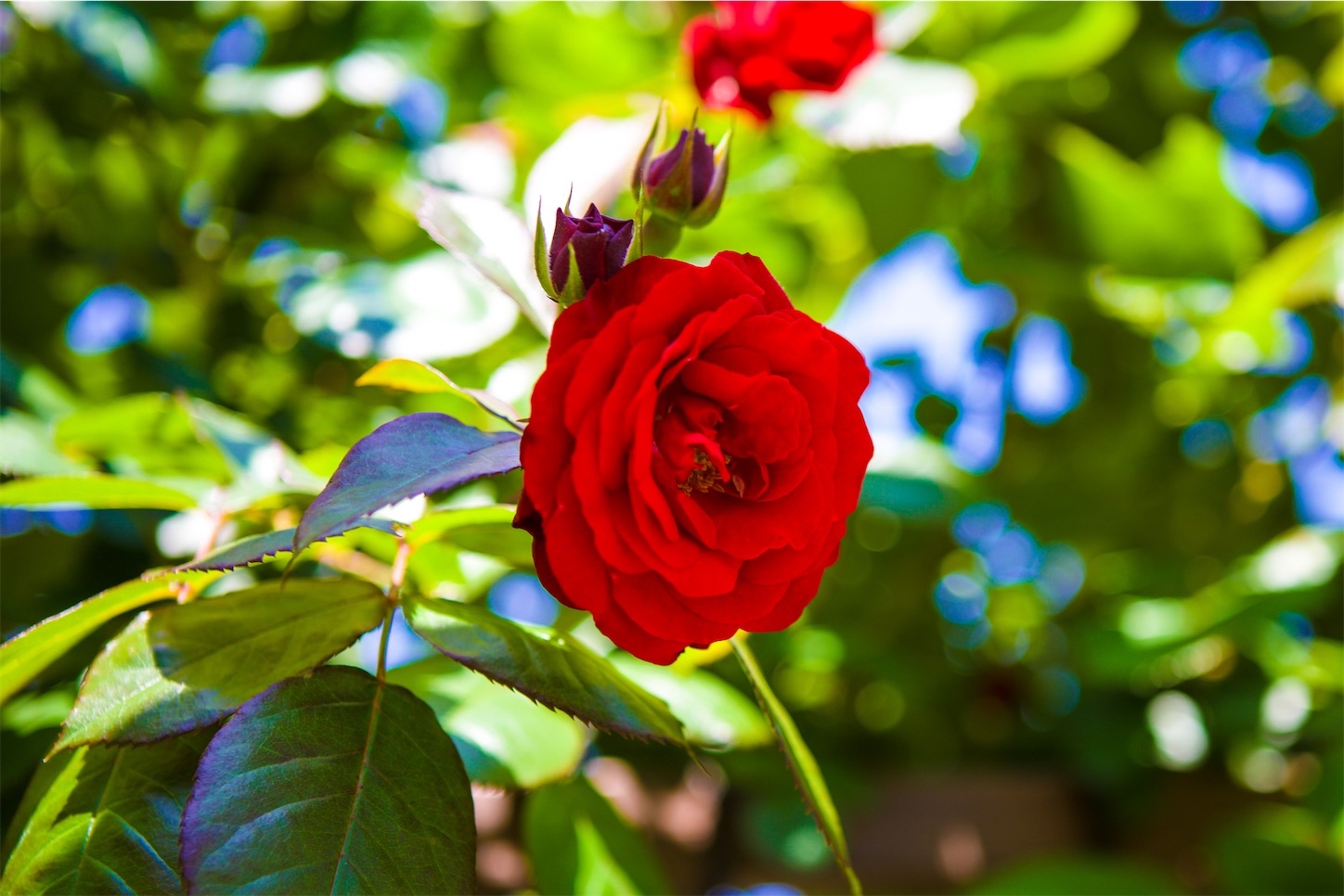f:id:kumasan01:20230522202929j:image