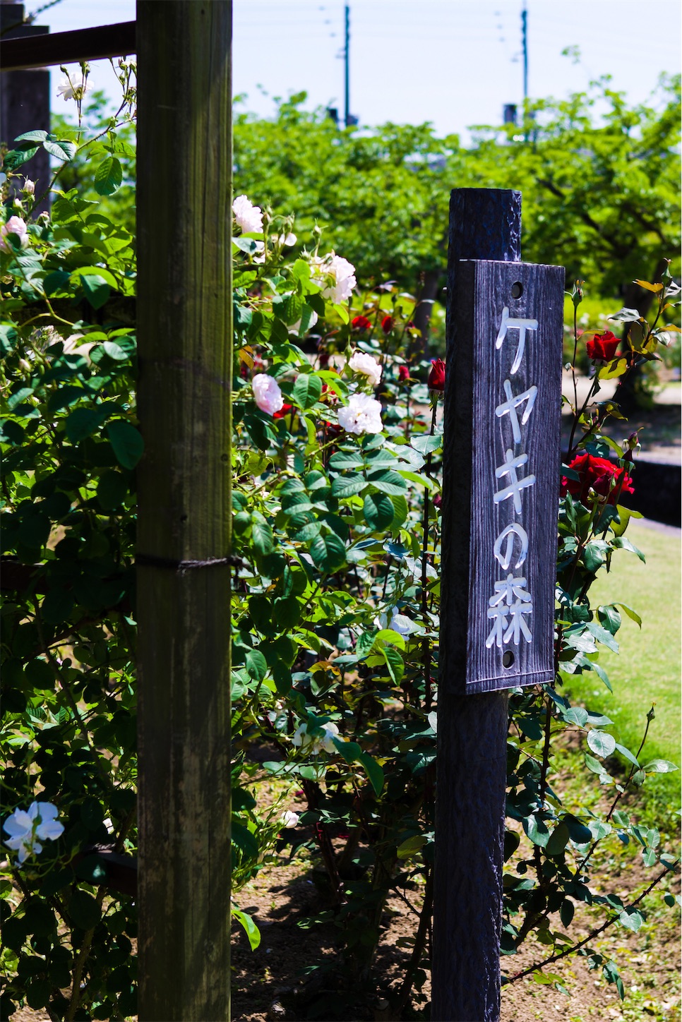 f:id:kumasan01:20230522202944j:image