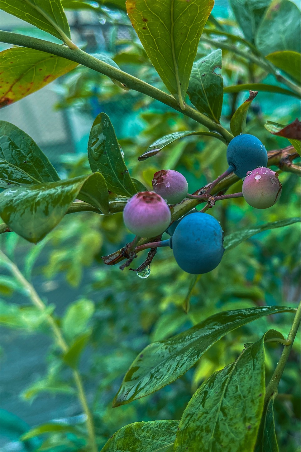 f:id:kumasan01:20230710170900j:image