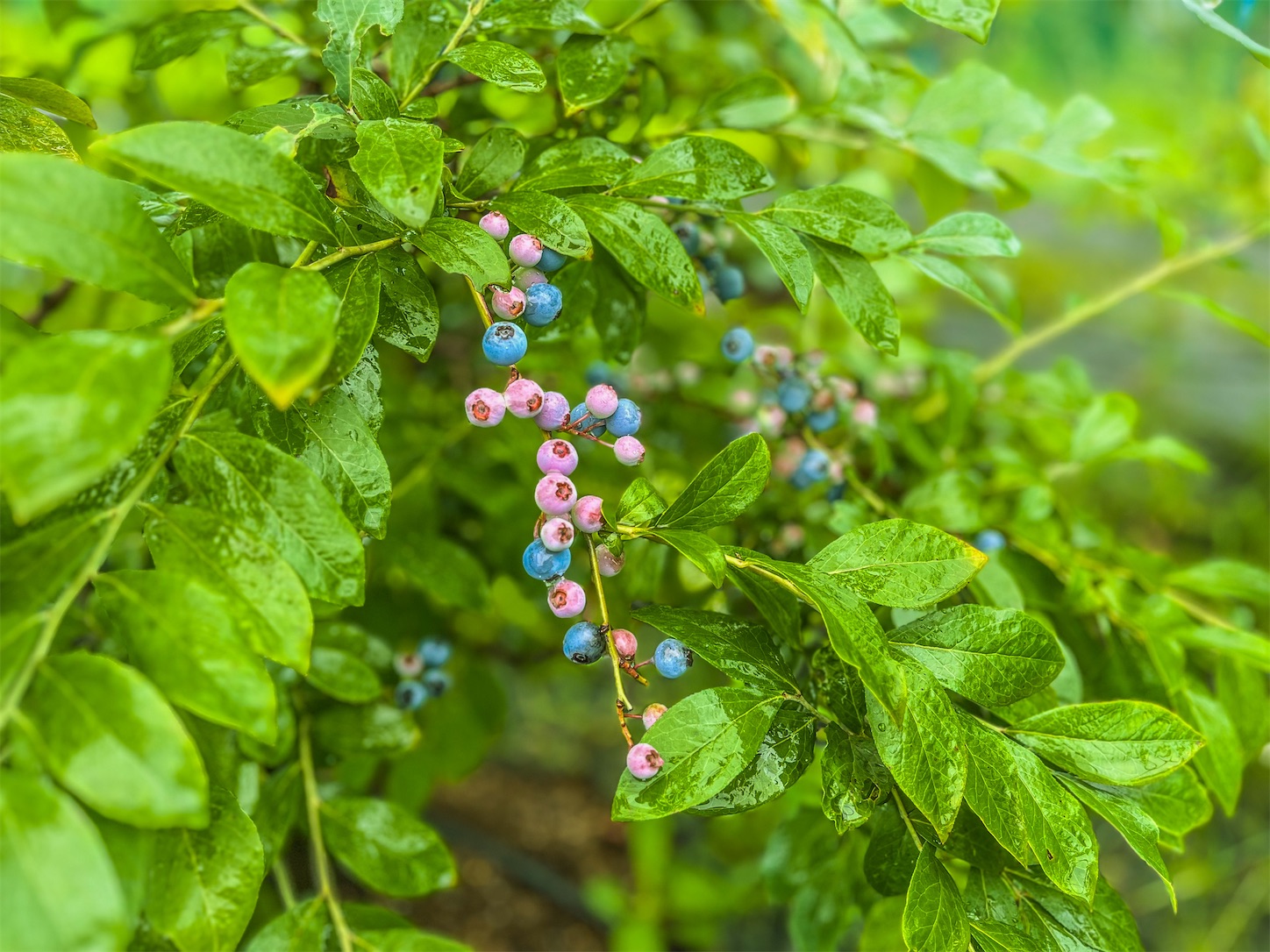 f:id:kumasan01:20230710170904j:image