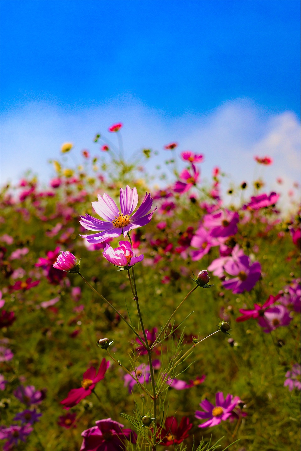 f:id:kumasan01:20231027154439j:image