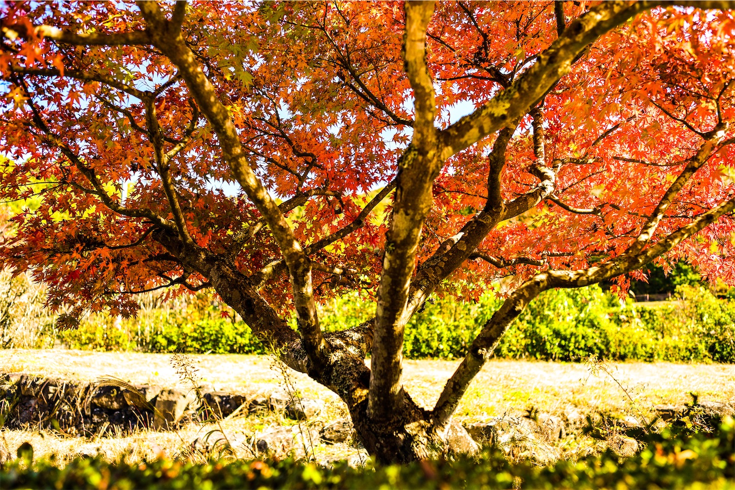 f:id:kumasan01:20231102103931j:image f:id:kumasan01:20231102103931j:image