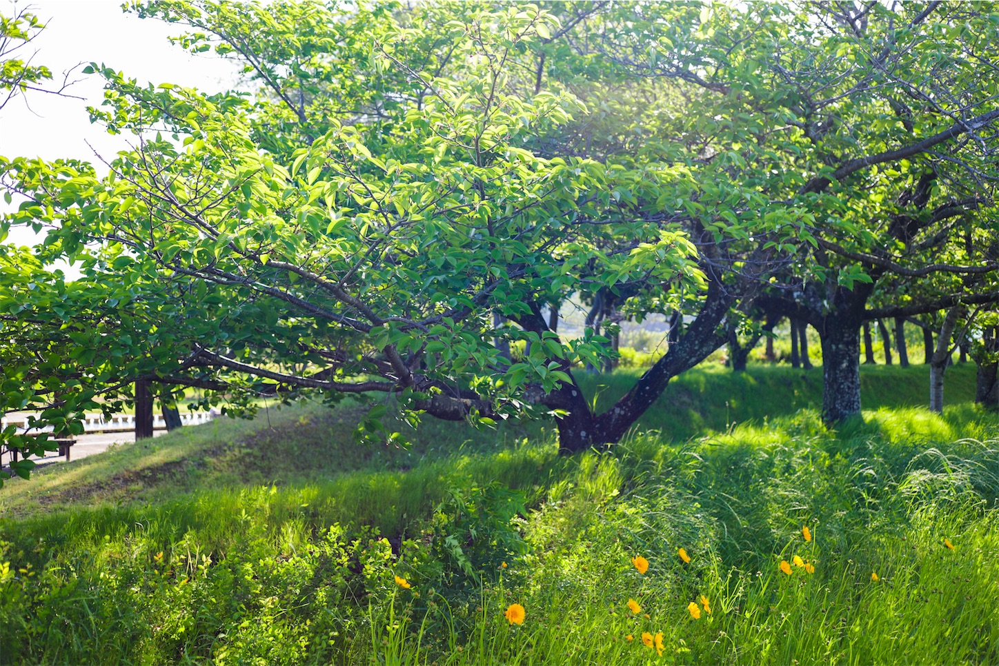 f:id:kumasan01:20240519015742j:image