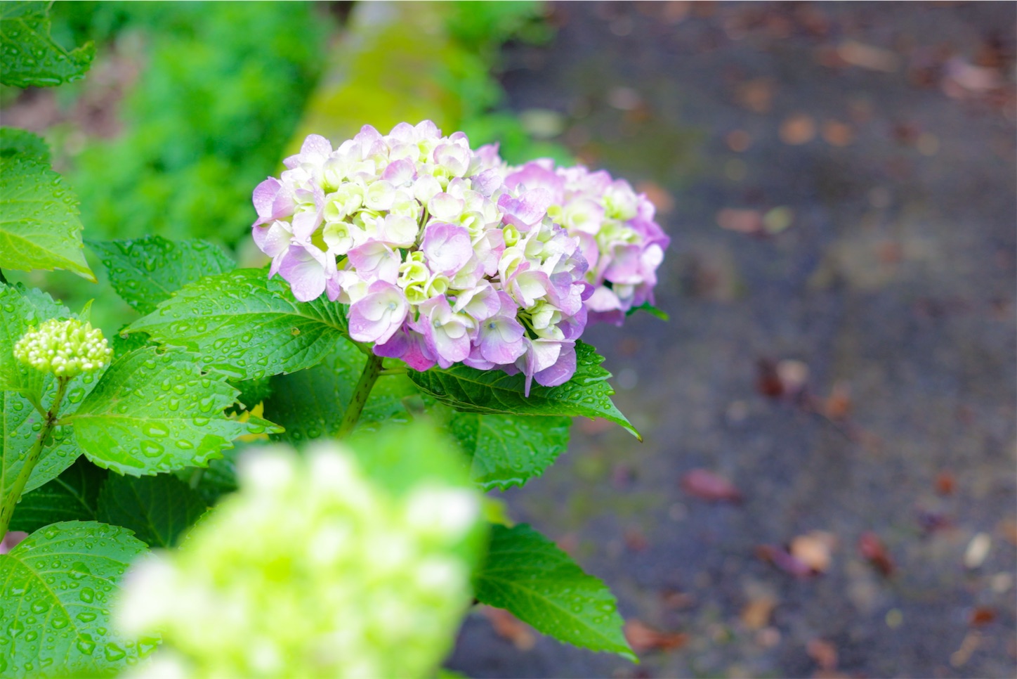 f:id:kumasan01:20240605041629j:image