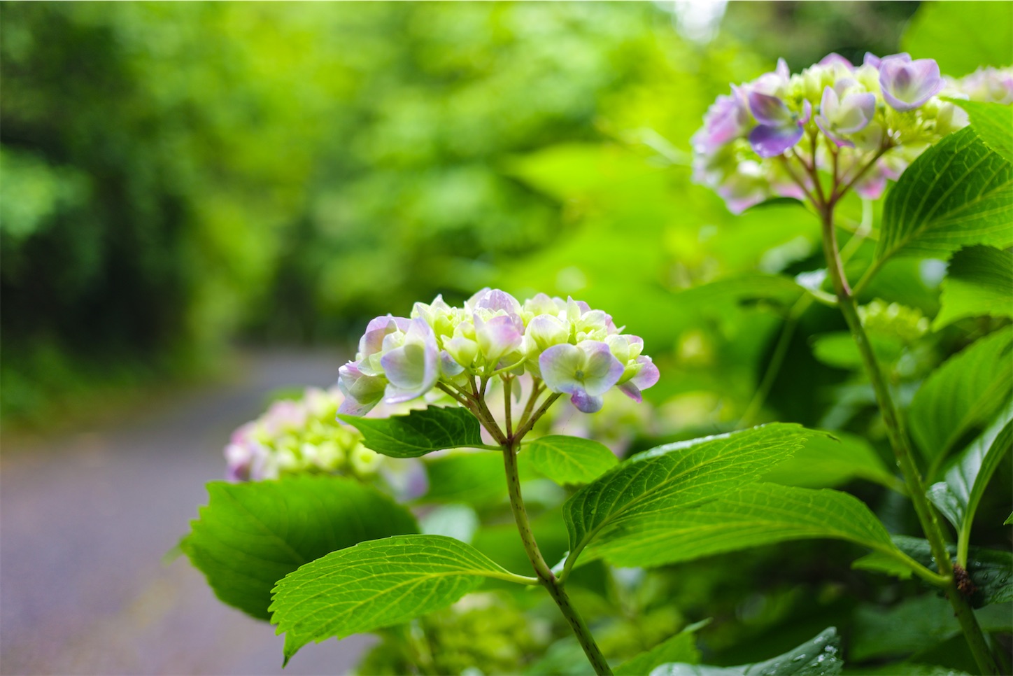 f:id:kumasan01:20240605041632j:image