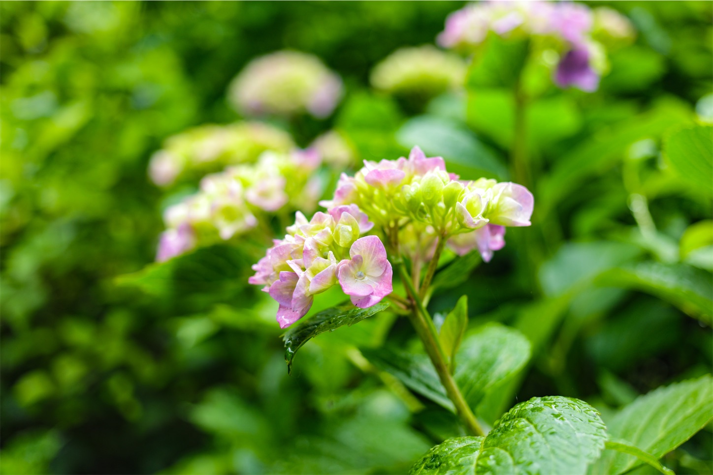 f:id:kumasan01:20240605041635j:image
