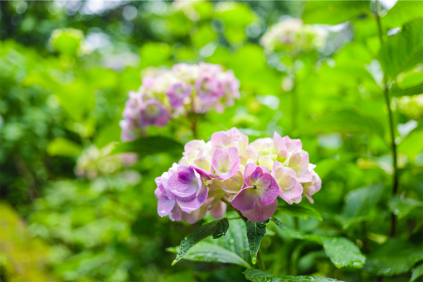 f:id:kumasan01:20240605041644j:image
