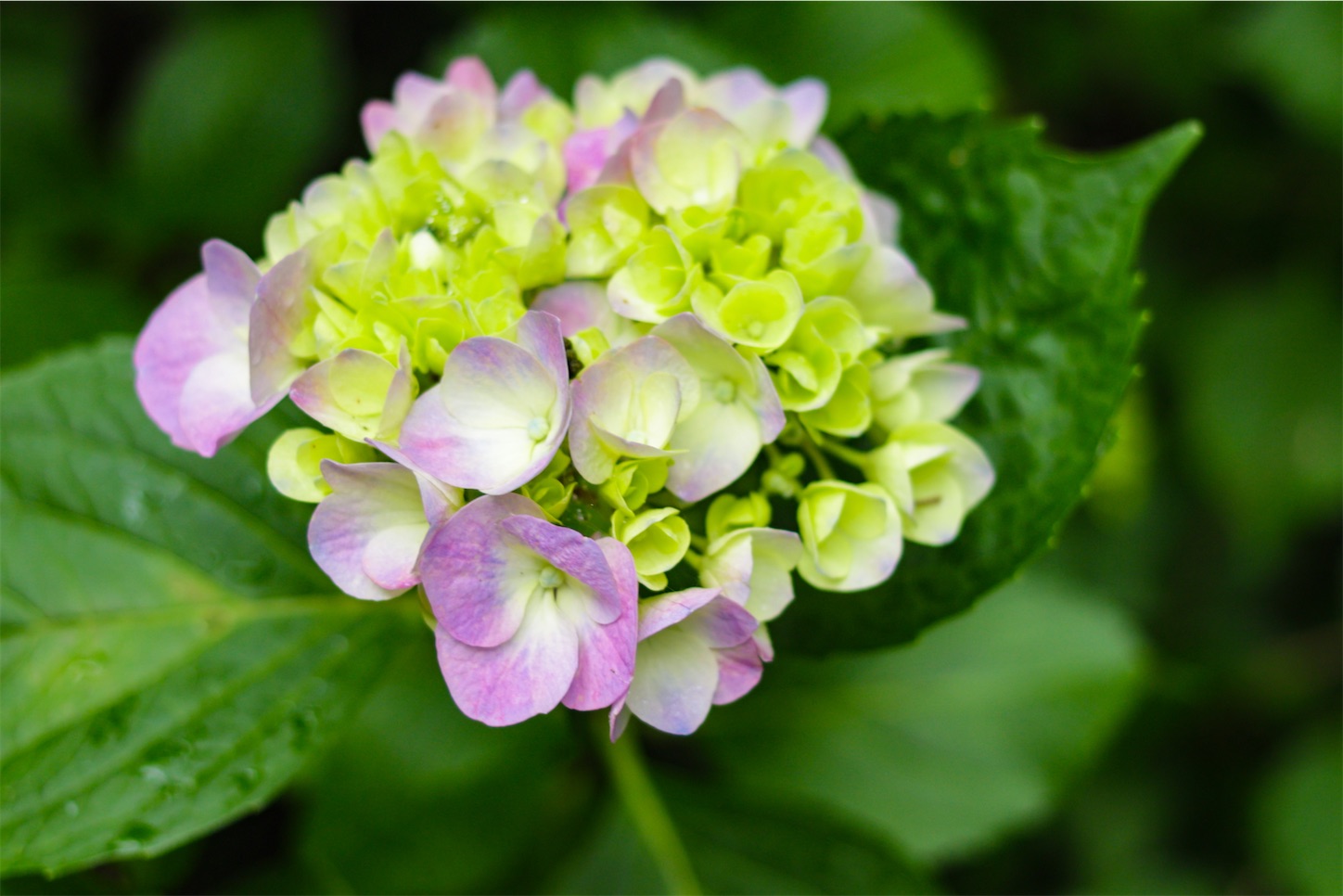 f:id:kumasan01:20240605041652j:image
