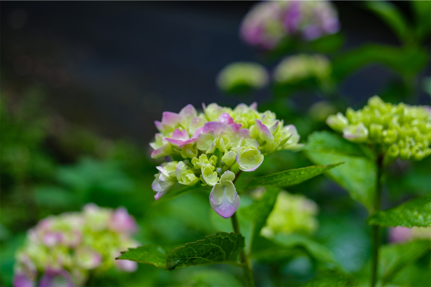 f:id:kumasan01:20240605041655j:image