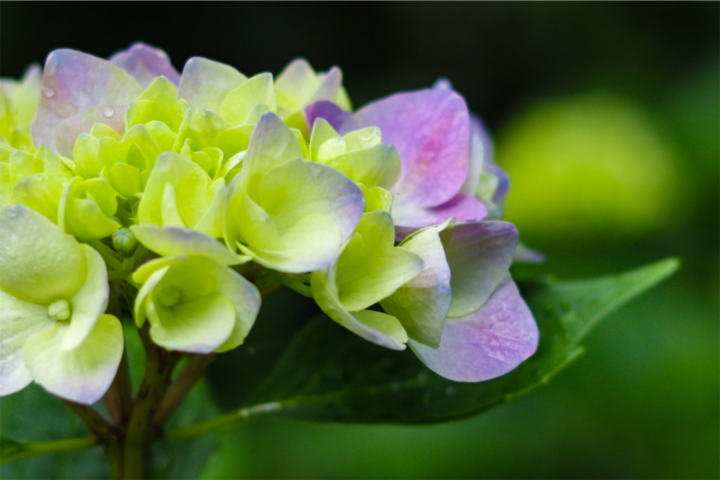 f:id:kumasan01:20240605041702j:image
