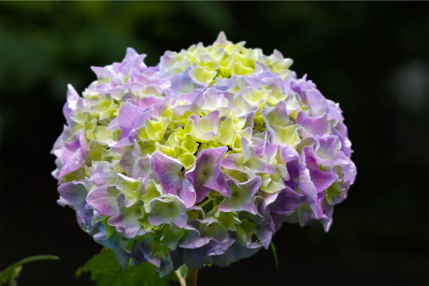 f:id:kumasan01:20240605041705j:image